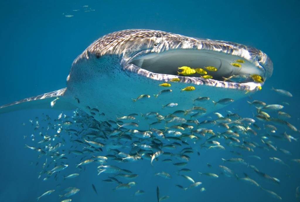 فندق Sal Salis Ningaloo Reef إكسماوث المظهر الخارجي الصورة